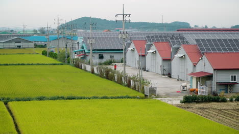 solar panels on roofs of commercial storehouses, cattle farm buildings near greenhouses and rice fields in south korea country