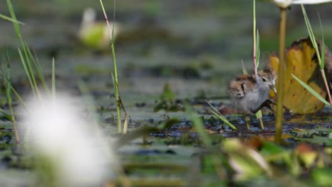 beautiful chicks of jacana feeding in water lily pond in morning