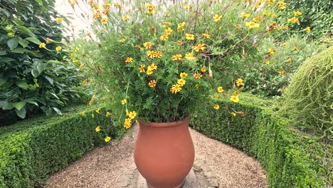 tagetes flowers blooming in a garden setting