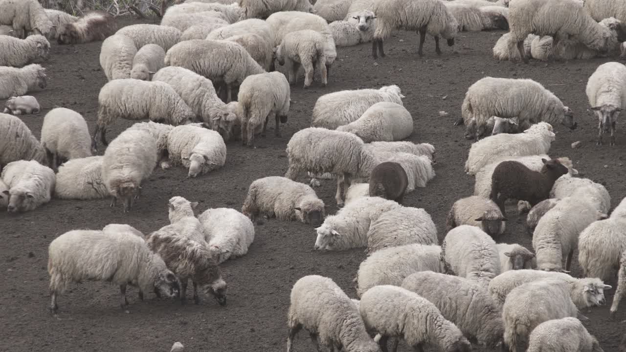 toma en ángulo alto sobre un grupo de ovejas descansando después de pastar durante la noche