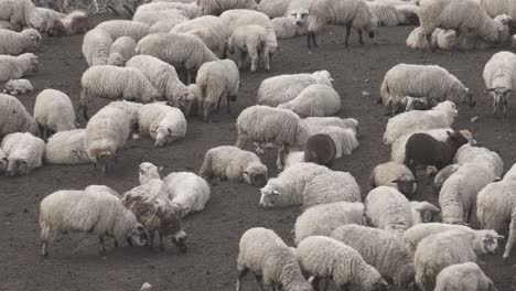 high angle shot over a group of sheeps resting after grazing during evening time