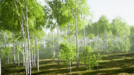 primavera en el bosque de abedules