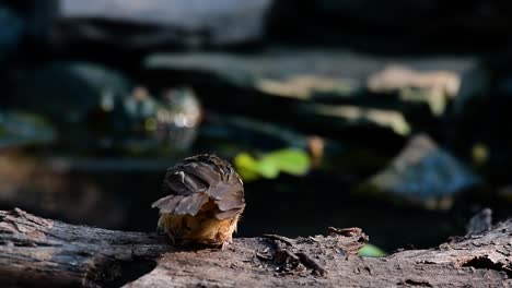 The-Abbot’s-Babbler-is-found-in-the-Himalayas-to-South-Asia-and-the-Southeast-Asia