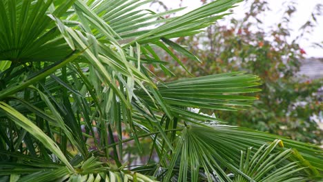 palm tree leaves blowing in the breeze on a rainy day covered in water drops