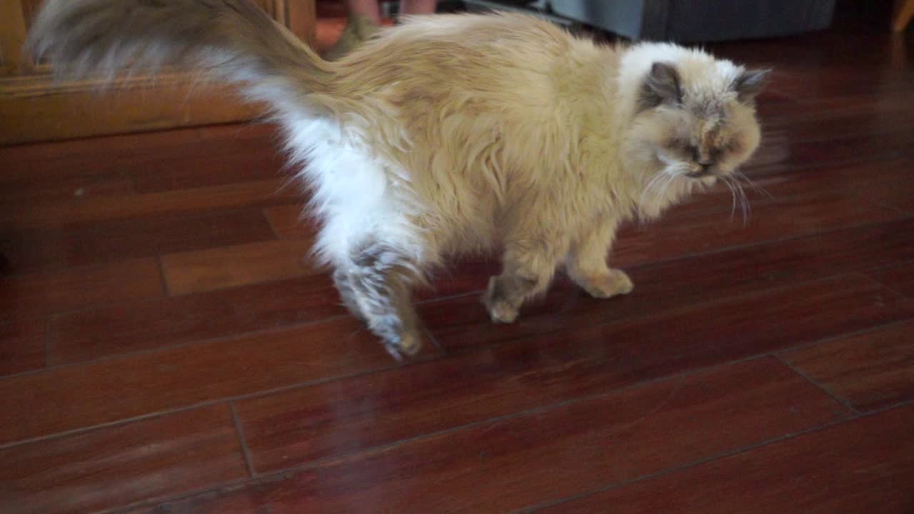 작은 고양이가 돌아다니고 있다 - 느린 영상