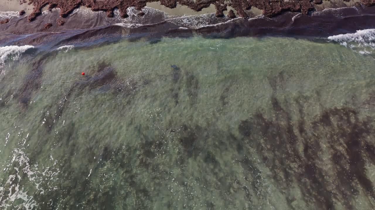 Low-level tilt-down drone fly over a shallow, wavy, foamy seafront with accumulated seaweed ashore during a windy winter day at Ghadira Bay, Mellieha, Malta