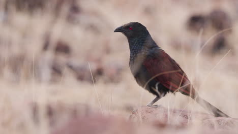 greater coucal standing on a rock and calling out by puffing its neck, vocalization dry season