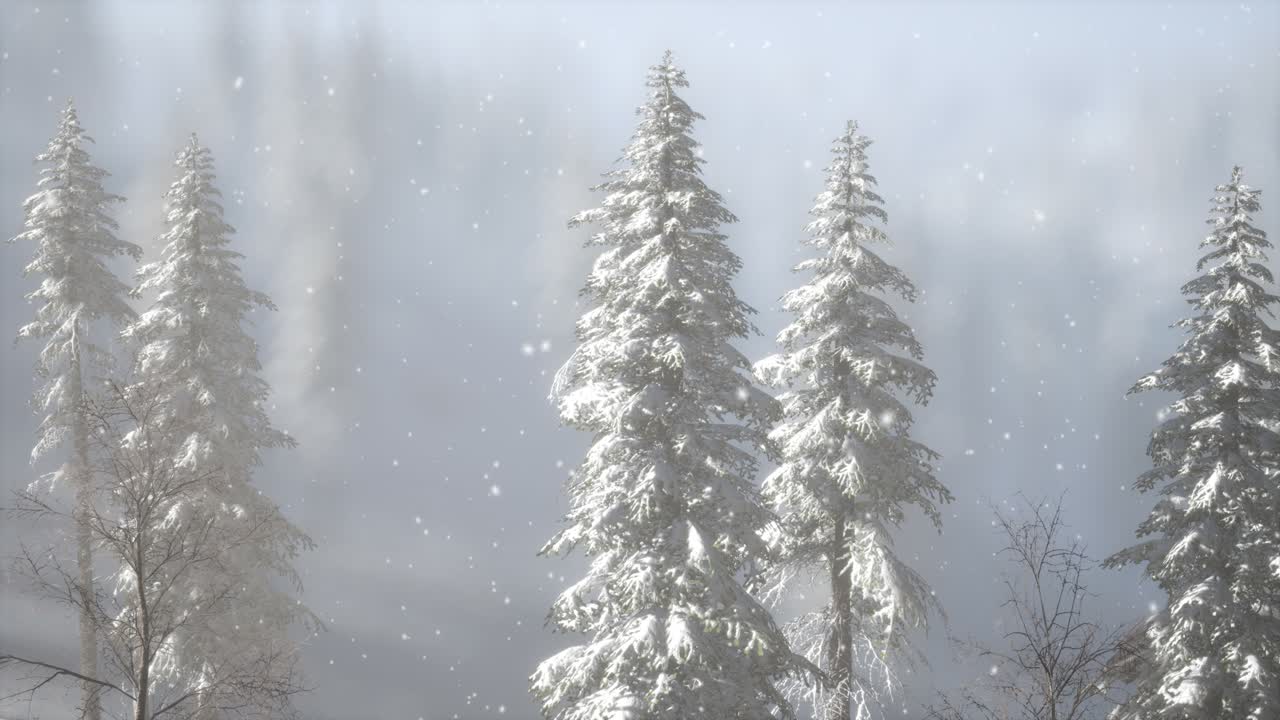туманный туман в сосновом лесу на горных склонах