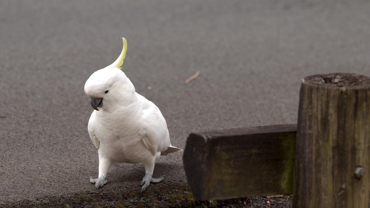 Un cacatua dal ciuffo giallo bianco cammina sull'asfalto vicino a una recinzione di legno a Katoomba, Australia