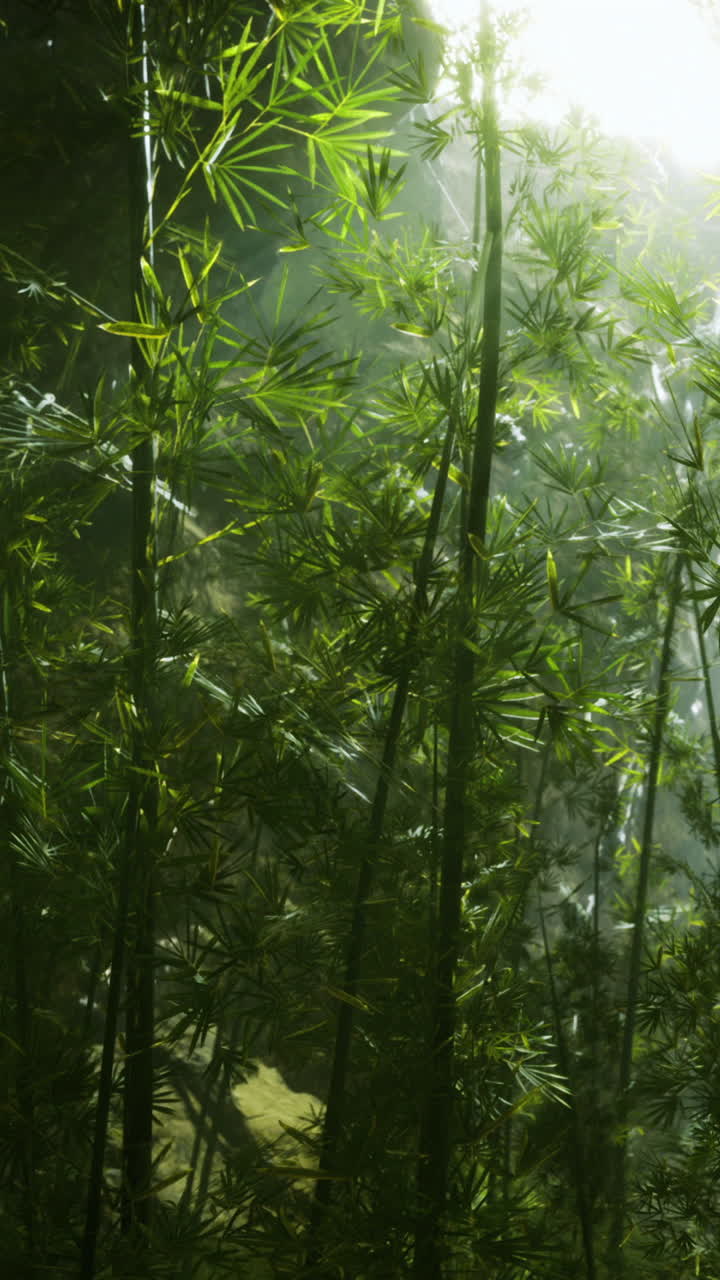 Foresta di bambù con luce brillante che filtra attraverso le foglie dall'alto.