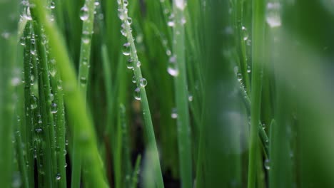 green grass close-up super macro shooting.