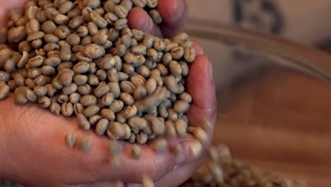 a handful of unroasted coffee beans trickling into bowl in slow motion - focus pull