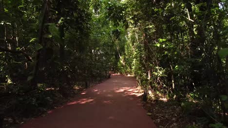 hermoso camino en el soleado bosque lluvioso de iguazú, argentina, américa del sur