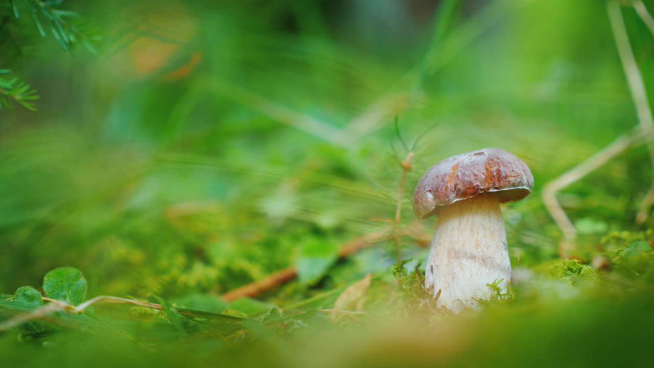 한 남자가 숲에서 버섯을 따는 칼로 숲에서 흰 버섯을 부드럽게 자른다