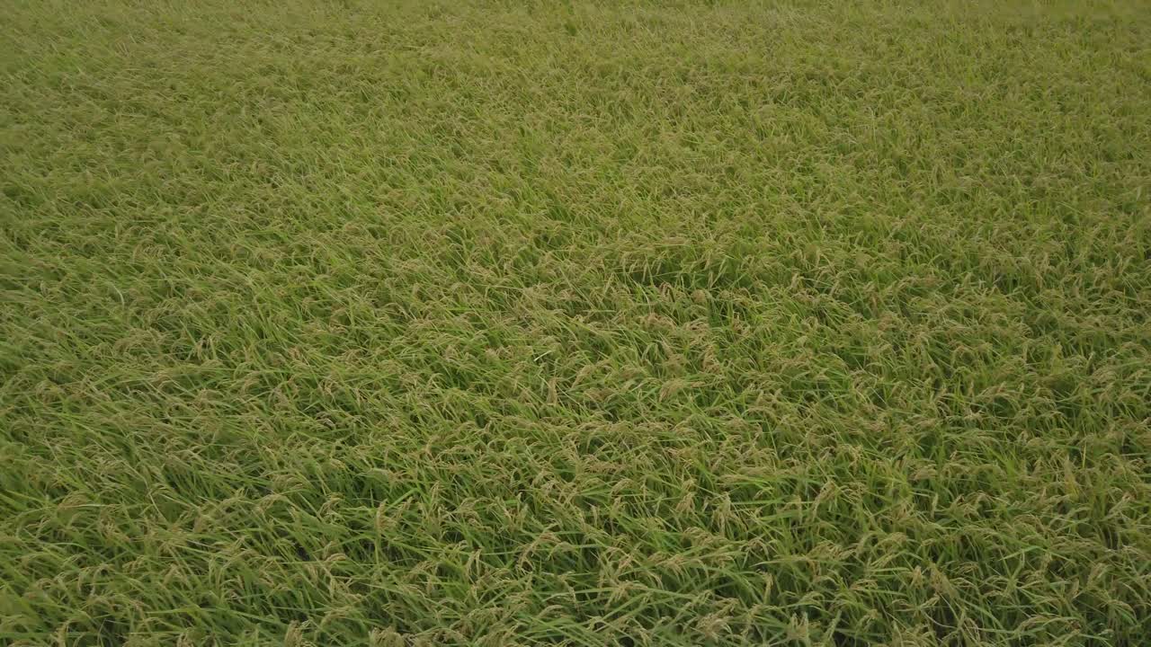 the wind blows in the rice field