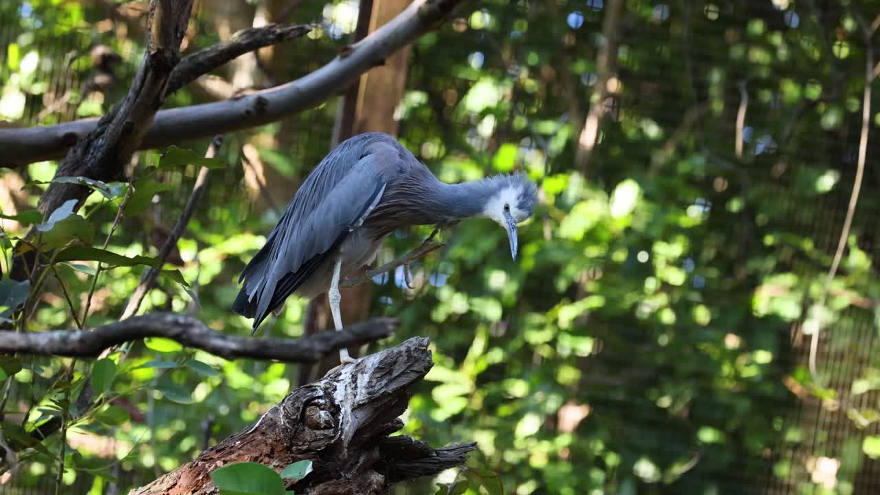 la garza se alza en una rama en la vegetación exuberante