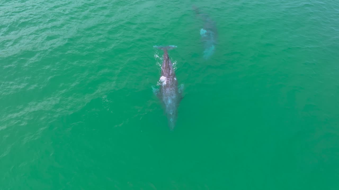 Breathtaking aerial view of whales in their natural habitat.