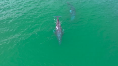 breathtaking aerial view of whales in their natural habitat.
