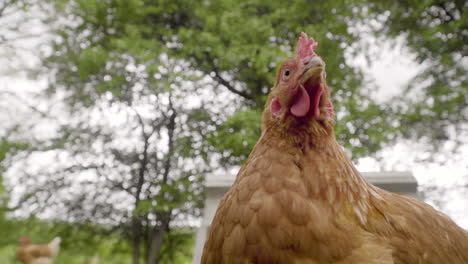 pollo gracioso mirando a la cámara en el piso debajo de los árboles