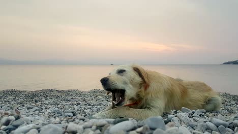 un lindo cachorro en la playa jugando con una leña en la boca.