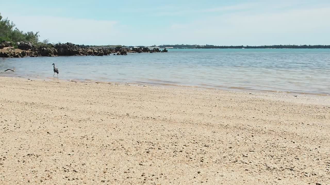 Heron on a tropical beach.