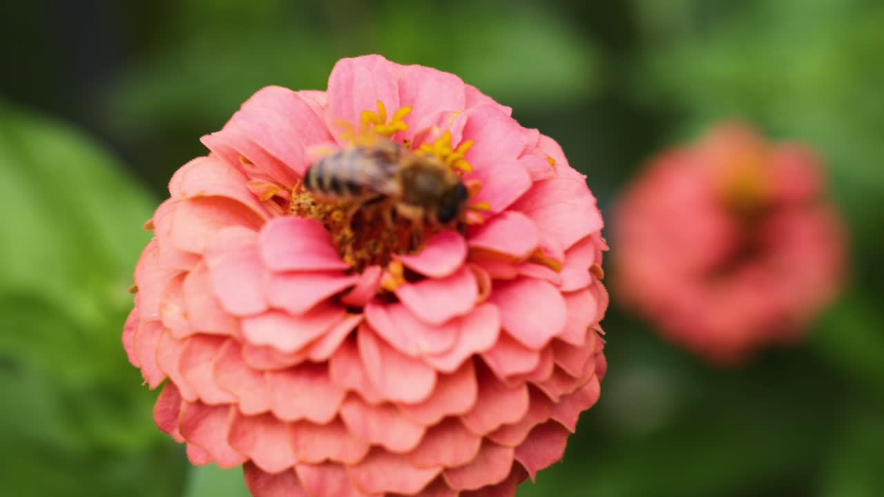 abeja recogiendo néctar de la flor de zinnia rosada