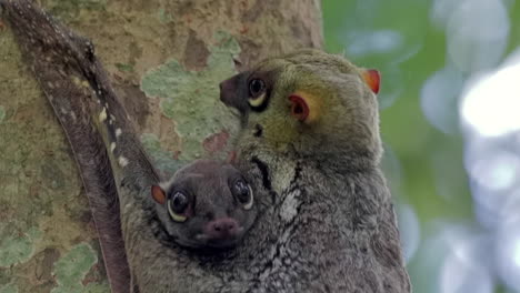 科魯戈 (colugo) 或飛翔<unk> (flying lemur) 和嬰兒的近距離拍攝