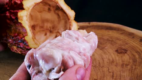 hombre sacando la carne de la fruta de cacao de la vaina - theobroma cacao