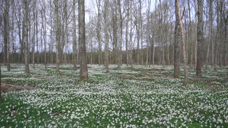 walking forward through a forest full of anemones on the forest floor