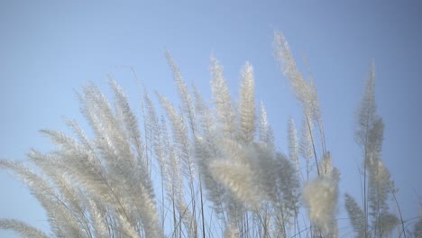 Kash-flowers-are-blooming-in-the-autumn-sky