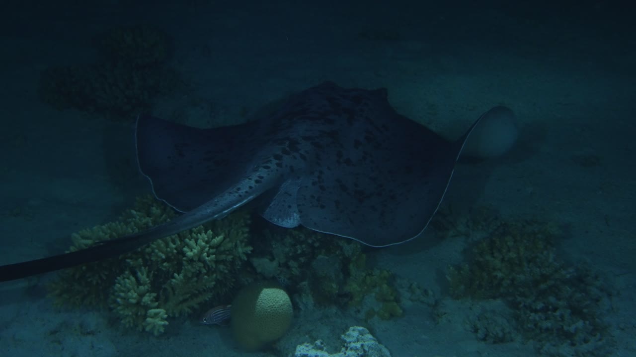 Round fantail stingray swimming in the night in 4k