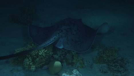 round fantail stingray swimming in the night in 4k