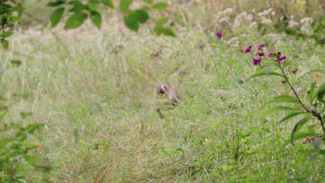 Pitbulls-are-playing-outside-and-chasing-each-other-in-the-grass-and-natural-surroundings