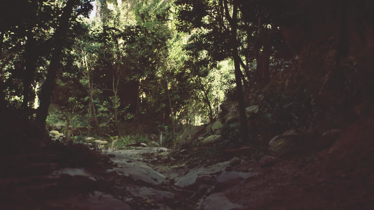 Serene forest path illuminated by natural sunlight in the late afternoon