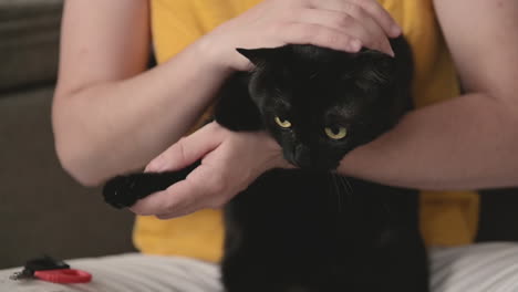 close up of an unrecognizable cat owner petting and trimming her black cat's claws