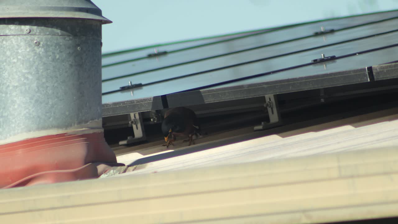 Bird on a Roof with Solar Panels