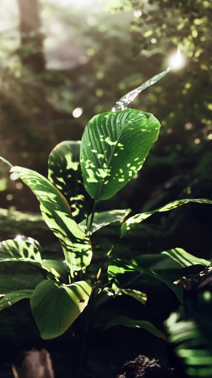 Luce solare che filtra attraverso le foglie di una pianta tropicale in una foresta verde lussureggiante