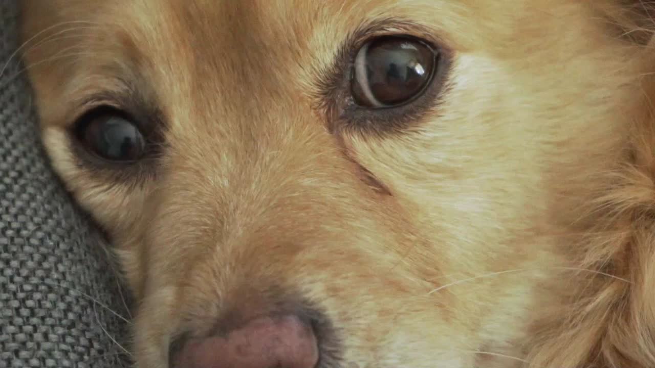 졸린 개의 얼굴에 총을 클로즈업