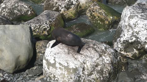 new zealand fur seal on a rock