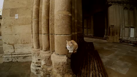 cat on bench under colonnade of cathedral of saint sophia