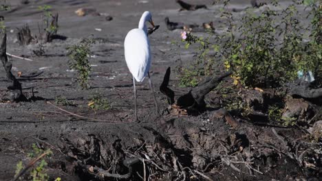 A-Great-Egret-plays-with-a-fish-before-eating-it