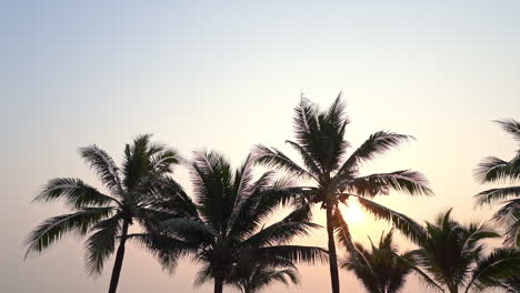 the tops of palm trees rustle in the wind against a pink tropical sky