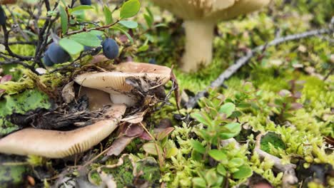 explore la rica biodiversidad de yakutia mientras los hongos y las bayas prosperan en medio de la exuberante vegetación durante la temporada de otoño.