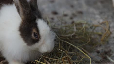 a rabbit enjoys a meal of hay calmly.