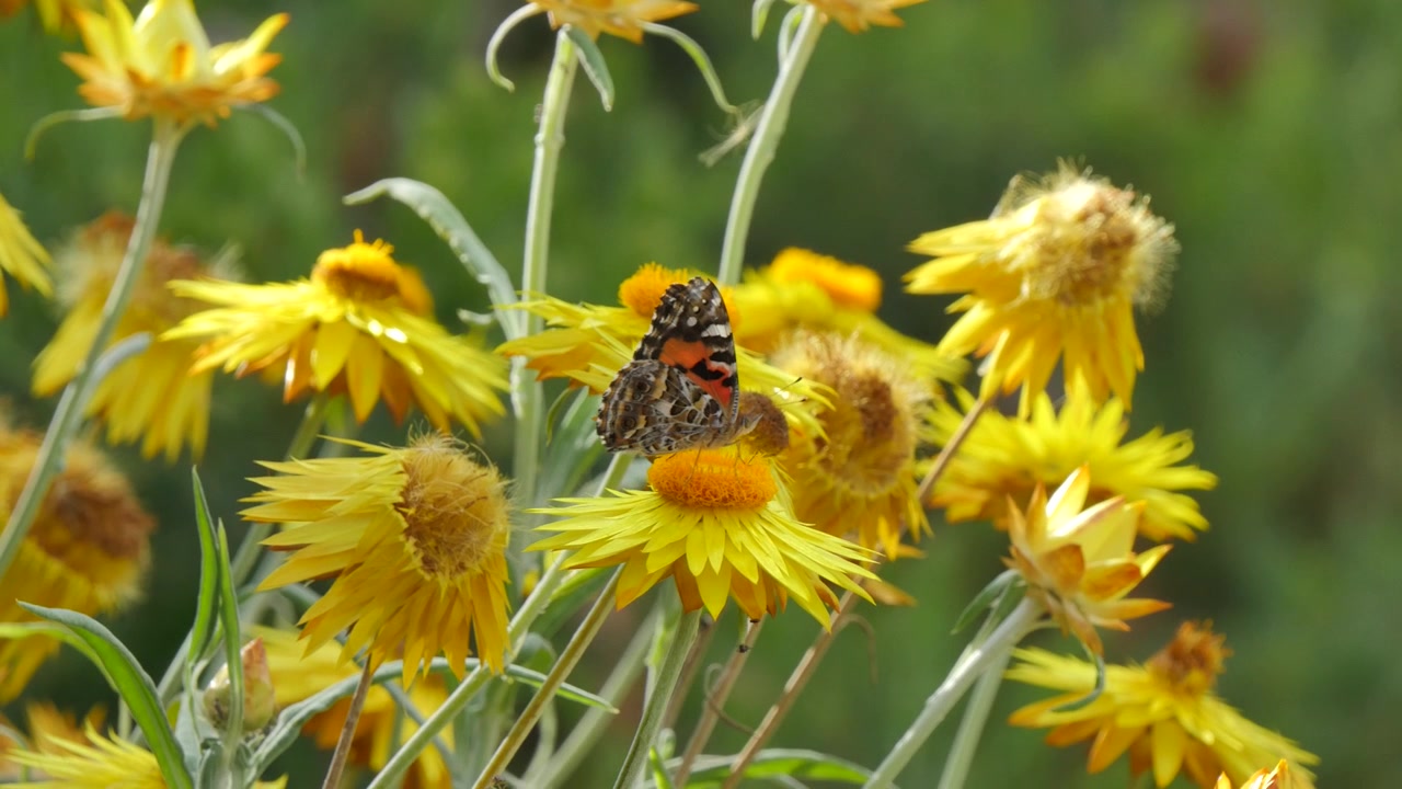 Farfalla che si abbevera da un fiore giallo