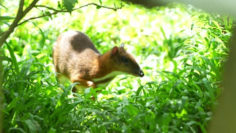 a wild lesser mouse deer, in a forested environment, curiously wondering around, alerted by the surroundings and hopping away, close up shot