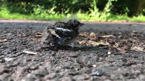 lonely baby bird chick who just fell of its nest-1