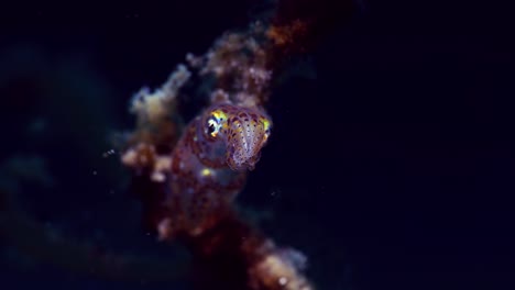 pygmy squid lembeh indonesia 4k 25fps