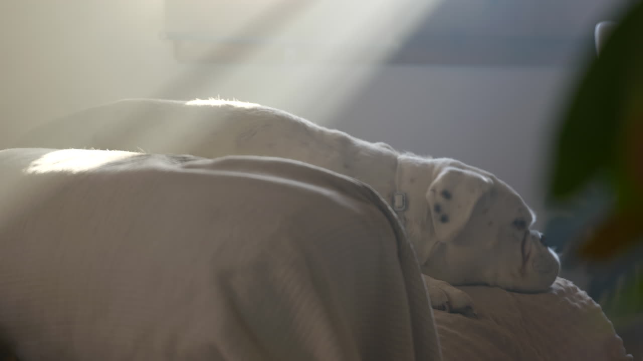 흰색 알비노 복서 개는 햇빛을 받으며 의자에 앉아 쉬고 있고, 집에서 들리는 소음에 놀랐습니다