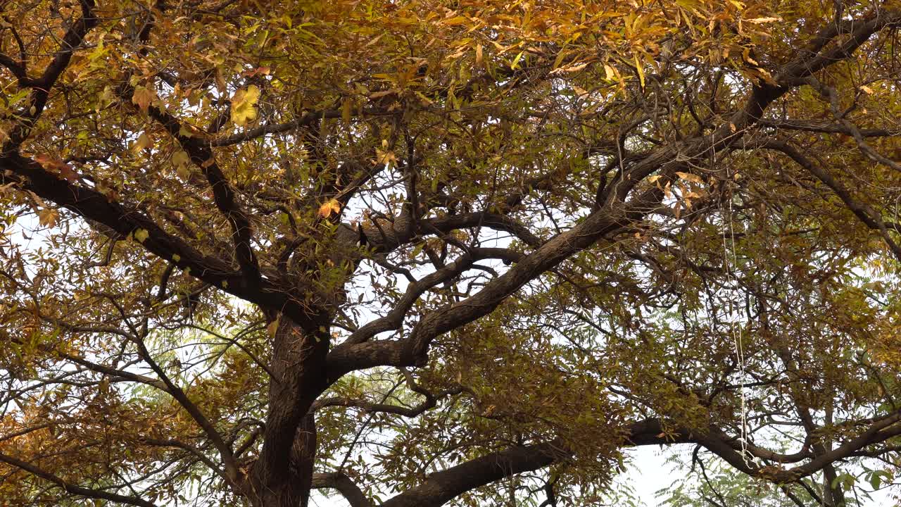 Birds on Autumn yellow leaves tree pan